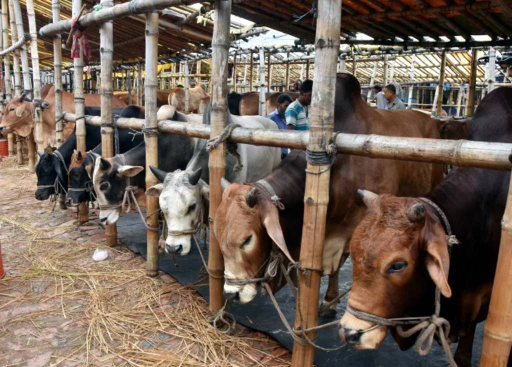 আফতাবনগরে গরুর হাট বসানো যাবে না, আদেশ বহাল - image