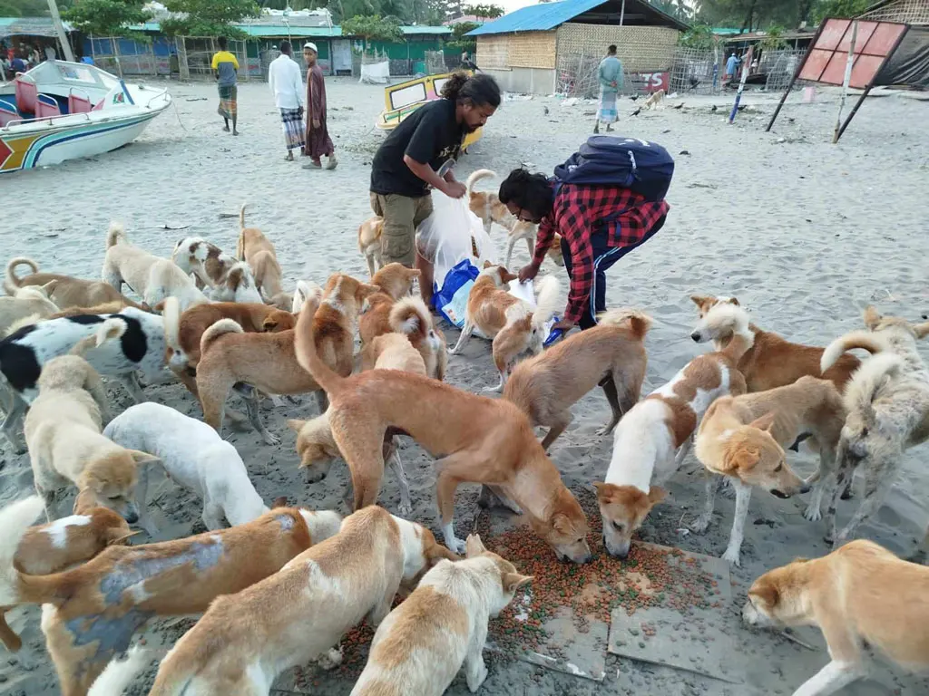 সেন্ট মার্টিনে কুকুরের জন্য পাঠানো হলো ৫০০০ ডিম - image