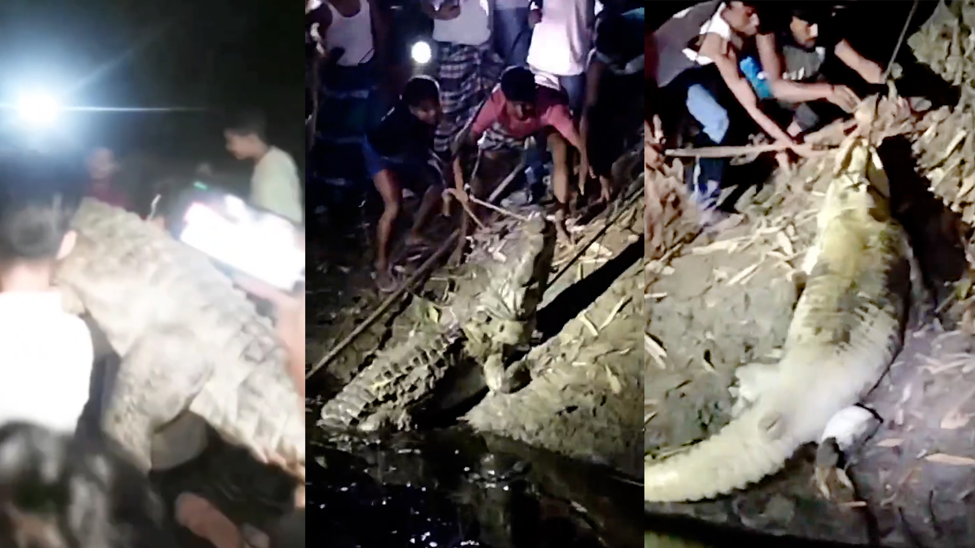 ‎মানিকগঞ্জে অভিনব কায়দায় কুমির ধরলো এলাকাবাসী - image